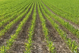 Symbolic image of renewable energies, young maize plants in the field, cultivation for biogas