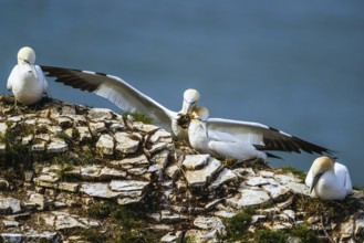 Northern Gannet, Morus bassanus, birds on clif