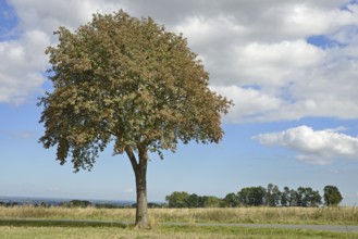 Deciduous tree, rowan (Sorbus aria) with fruit, solitary tree, blue cloudy sky, North