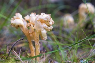 Yellow bird's-nest (Monotropa hypopitys) flower growing on the forest floor