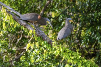 Two naked-throated herons (Tigrisoma mexicanum) in a tree, Tortuguero National Park, Costa Rica,