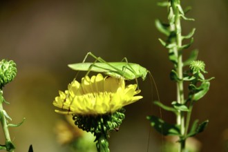 Grasshopper, Summer, Germany, Europe