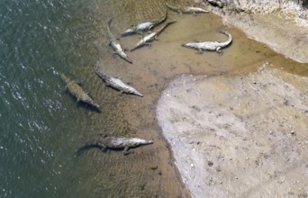 American crocodile (Crocodylus acutus) swimming in the water, from above, Rio Tarcoles, Carara