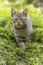 A small kitten walks carefully through green grass in a natural environment, wild cat (Felis