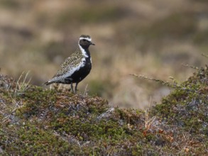 Eurasian golden plover (Pluvialis apricaria) adult male, alert in tundra breeding ground, May,