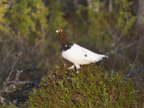 Willow ptarmigan (Lagopus lagopus) male, in summer plumage, perched on top of knoll at edge of