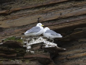 Black-legged kittiwake (Rissa tridactyla), breeding pair at breeding colony, on coastal cliffs of