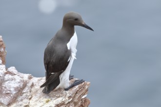 Common guillemot (Uria aalge), adult, on sandstone cliffs on the steep coast, Heligoland, North