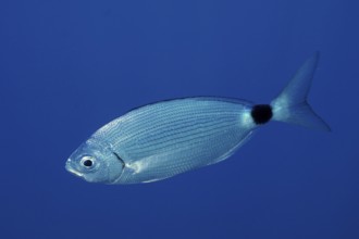 A single silvery fish, ribbon bream (Oblada melanura), swims in the blue ocean. Dive site Giens