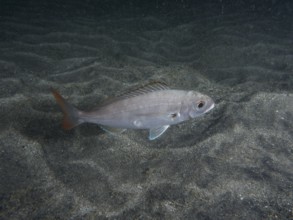 A common pandora (Pagellus erythrinus) swims across a sandy seabed at night. Dive site Playa, Los