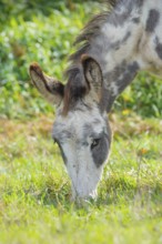 A white-grey pied donkey (Equus asinus asinus) or domestic donkey eats grass in a meadow, pasture,