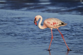 Lesser flamingo (Phoeniconaias minor), standing in the water, Walvis Bay, Namibia, Africa