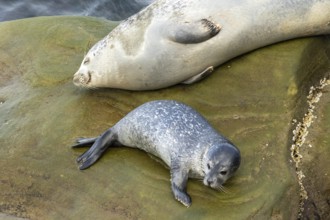 Harbor seal, phoca vitulina vitulina. Female seal and baby resting on a rock by the sea. Forillon