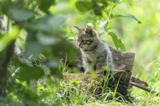 A kitten sits on a moss-covered log and looks thoughtful, wildcat (Felis silvestris), kittens,