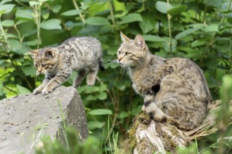 A kitten jumps on a stone while a cat sits on a tree trunk, wildcat (Felis silvestris), kittens,