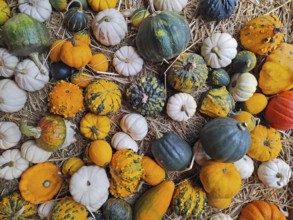 Pumpkins, Lüneburg, Lower Saxony, Germany, Europe