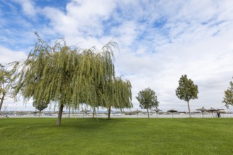 Green park landscape with willow trees and blue sky with clouds, Rust, Burgenland, Austria, Europe