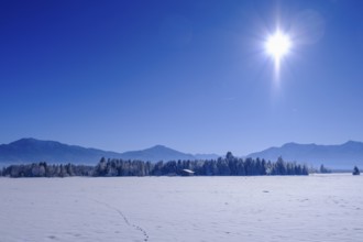 Winter near Sindelsdorf in the Benediktbeurer Moor, Tölzer Land, Upper Bavaria, Bavaria, Germany,