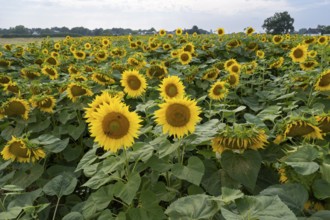 Flowering sunflowers (Helianthus annuus), sunflower field, North Rhine-Westphalia, Germany, Europe