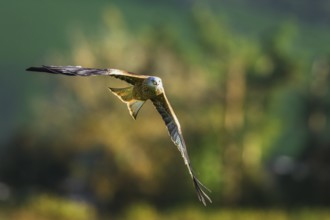 Red Kite, Milvus milvus, bird in flight