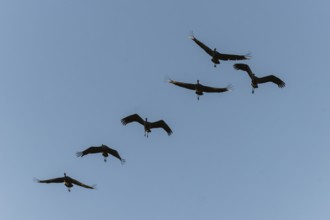 Six cranes flying in formation in the clear sky, Crane (Grus grus) wildlife, Western Pomerania