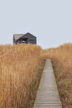 Low tide, reeds, mudflats, observation point Kiekkaaste, Dollart, Nieuwe Statenzijl, Netherlands