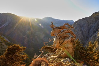 Sunbeams over a rugged mountain landscape with an old tree in the foreground, path to the summit of