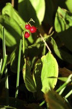 Lily of the valley (Convallaria majalis), fruits