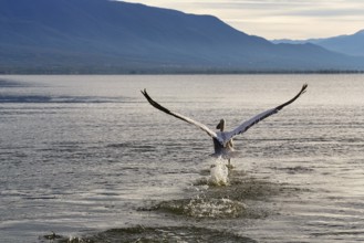 Dalmatian Pelican (Pelecanus crispus) flying off, Lake Kerkini, Lake Kerkini, Central Macedonia,