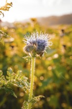 A blue flower with glittering dewdrops in front of a blurred natural background, Gechingen, Black