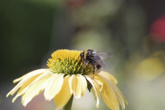 Bumblebee (Bombus), insect, coneflower, pollen, yellow, The bumblebee on the flower of the