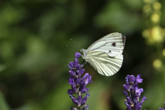 Cabbage butterfly (Pieris brassicae) female on a flower of true lavender (Lavandula angustifolia),