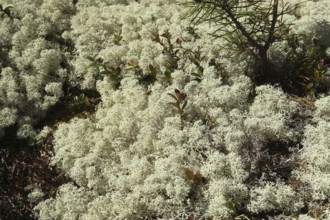 Reindeer lichen (Cladonia rangiferina) Lapland, Sweden, Scandinavia, Europe