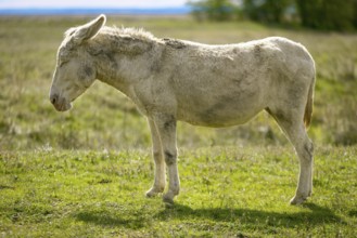 A single white donkey, baroque donkey, standing upright on a green meadow in daylight, Lake