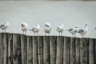 Group of seagulls (Larinae) on wooden poles in a quiet scene, Lake Neusiedl, Burgenland, Austria,