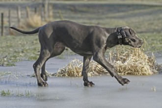 Great Dane, 16 weeks old