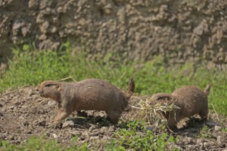 Black-tailed prairie dog (Cynomys ludovicianus), captive