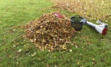 Remove withered leaves, autumn leaves in the garden, Schleswig-Holstein, Germany, Europe