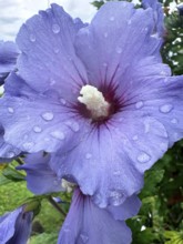 Althaea officinalis, rose mallow, shrub mallow, garden mallow, Syrian mallow, Sharon rose, festival