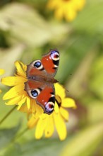 A peacock butterfly (Inachis io) on a yellow coneflower (Echinacea paradoxa), close-up, macro shot,