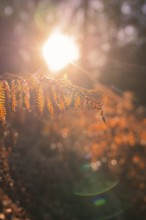 Backlit photograph of fern with bright sun in the background, Black Forest, Germany, Europe