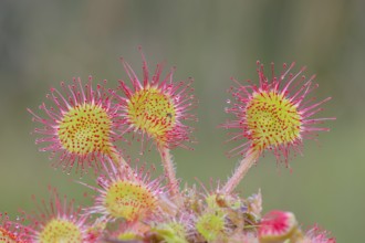 Common sundew (Drosera rotundifolia), close-up, several plants fully spread out and ready to catch