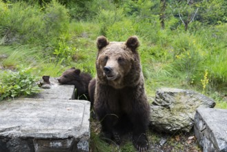 Two brown bears in a green forest landscape next to stones and grass, European brown bear (Ursus