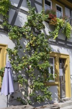 Ripe fruit on a trellis pear (Pyrus) on a residential building, Iphofen, Lower Franconia, Bavaria,