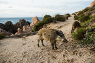 Wild boars on a hiking trail by the sea, Costa Paradiso, Sardinia, Italy, Europe