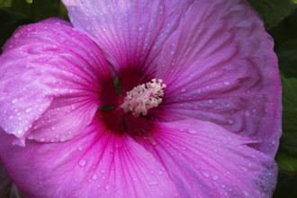 Close-up of stigmas and stamens on pink Hibiscus, Common Rose Mallow flower with raindrops in