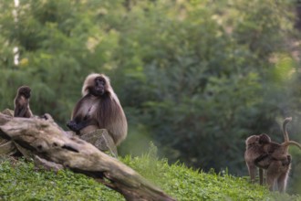 Family of Gelada (Theropithecus gelada), or bleeding-heart monkey with a male, female and babies. A