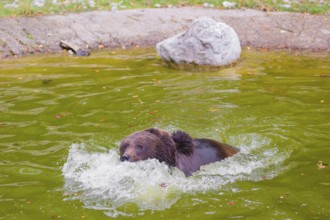 A young male Eurasian brown bear (Ursus arctos arctos) playing in a small pond