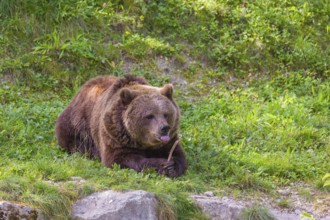 An adult female brown bear (Ursus arctos arctos) lies on a meadow and chews a bone