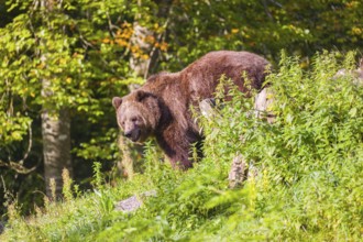 An adult female brown bear (Ursus arctos arctos) stands on top of a small hill. Trees in fall